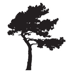 Silhouette of a windswept pine tree against a white background