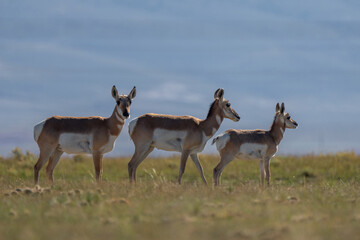 Group of Antilocapra in the field
