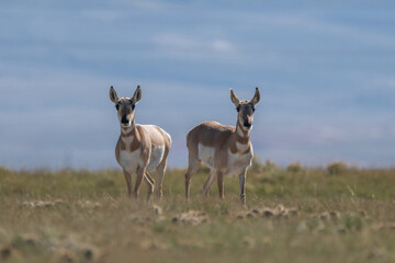 Couple of Antilocapra in the field