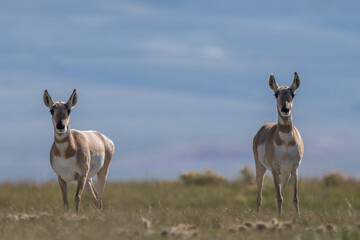 Couple of Antilocapra in the field