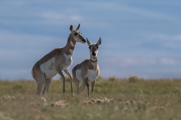 Couple of Antilocapra in the field