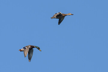 Obraz premium Flock of mallard ducks in flight.