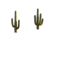 Two tall, green cacti stand against a stark black background, illuminated with warm light