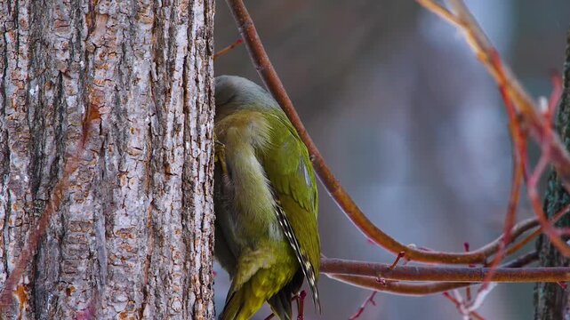 close up shot of a Grey headed woodpecker (Picus canus) perched on the side of a tree trunk in a natural forest environment in South Ural Russia. The bird's distinctive grey head, green body, and blac