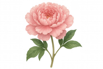Pink peony flower watercolor illustration with green leaves, blooming botanical design element, transparent background