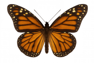 Monarch butterfly, the vibrant orange wings and black veins symbolizing natural beauty and transformation, transparent background