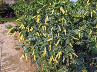A pepper plant laden with numerous yellow peppers, growing outdoors in a garden setting.