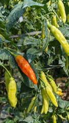 Close-up of Ripe Orange and Green Chili Peppers Growing on Bush