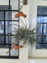 Tillandsia hanging air plant in a decorative holder, with a window visible in the background.