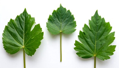 Three vibrant green leaves against white background