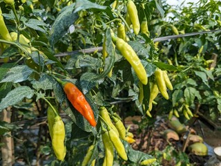 Close-up view of a chili pepper plant with various peppers in different stages of ripeness.