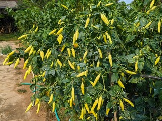 A pepper plant is shown laden with ripening yellow chili peppers, growing outdoors in a garden setting.
