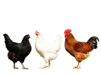 Fototapeta premium Three chickens of different colors, including black, white, and brown, are standing in a row.