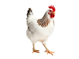Fototapeta premium A white and brown chicken with a red comb is standing alone, showcasing its feather and posture.