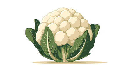 A fresh, healthy cauliflower with vibrant green leaves is presented as a clean, isolated vector illustration on a pure white background.