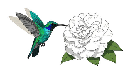 Obraz premium Colorful hummingbird hovering near a white flower (5)