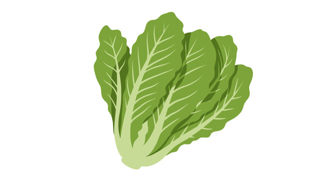 Isolated vector illustration of vibrant green bok choy, a nutritious leafy vegetable, perfect for culinary designs, healthy eating promotions, and educational resources about produce.