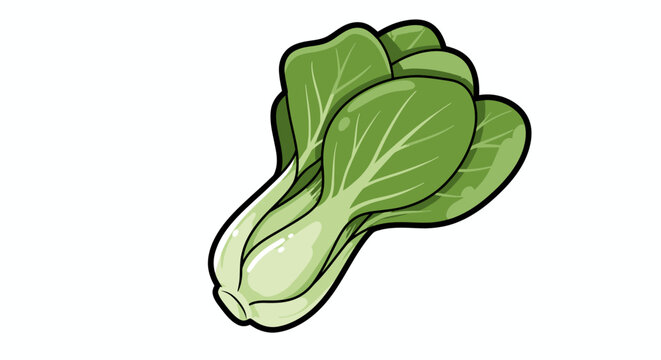 green bok choy vegetable on white background clip art preview