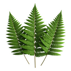 Three detailed green fern leaves in a cluster, with a dark background