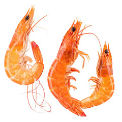 Three cooked shrimp, vibrant orange against a black background, showcasing fresh seafood