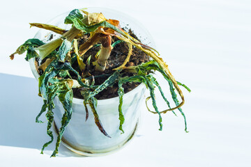 potted indoor plant aloe is wilting and dried out, with brown and green leaves drooping. soil appears dry, indicating lack water. close up. copy space.