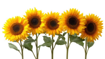 Row of five bright yellow sunflowers isolated on transparent background