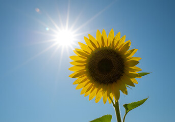 Vibrant Sunflower Under Bright Sunburst