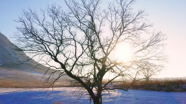 A stunning shot of a bare tree standing in a snow covered field in the South Urals region of Russia. The footage captures the serene beauty of a winter sunrise, with the warm glow of the sun peeking t