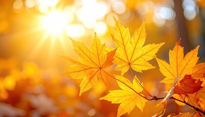 Golden Maple Leaves Illuminated by Sunlight in Autumn Forest with Bokeh Background
