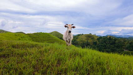 Water buffalo grazing on hilltop in Bohol Natural Park, Philippines