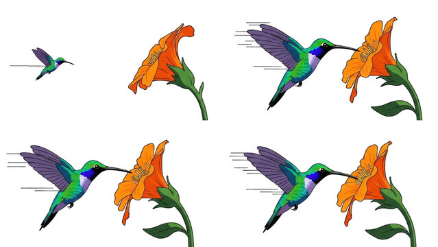 Hummingbird feeding on nectar from an orange flower, illustrating co-evolution and adaptation of beak length to flower depth.