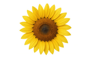 Bright yellow sunflower head with seeds detailed, representing summer, nature, and organic growth, transparent background