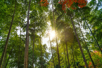 Bamboo forest with morning sunflare at Arashiyama bamboo forest in Kyoto. Japan