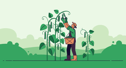 Farmer harvesting beans in the field, illustration of agricultural work and organic food