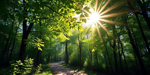Obraz premium Sun-dappled forest path, vibrant green leaves overhead, environment, wild