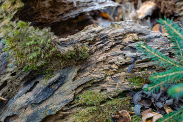 an unusual carved texture of a stratified rotten tree, eaten by bark beetles and covered with moss. High quality photo