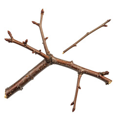 Three brown, twig-like branches with budding tips, isolated on a pure black background