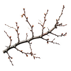 A bare, branching limb with small buds against a stark black backdrop, suggesting winter or early spring