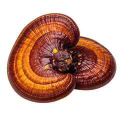 Two layered, reddish-brown bracket fungus with concentric growth rings, isolated on black