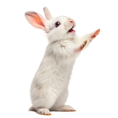 Obraz premium A standing white rabbit with its paws up and mouth open against a transparent background isolated image