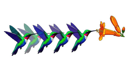 Colorful Hummingbirds Feeding Vibrant Flowers