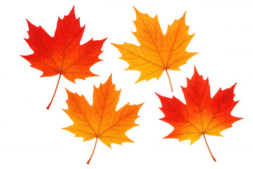 Fototapeta premium Falling autumn maple leaves showing vibrant red, orange, yellow colors, decorating seasonal concepts, transparent background