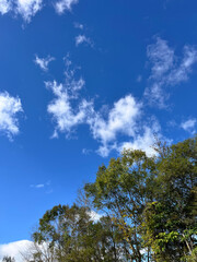 空, 木, 雲, 青, 自然, Sky, trees, clouds, blue, nature, 