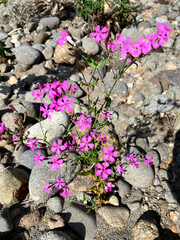 花, ピンク, 紫,  フローラル, 美しい, Flower, Pink, Purple,  floral, beautiful,