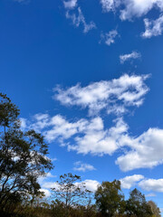 空, 木, 雲, 青, 自然, Sky, trees, clouds, blue, nature, 