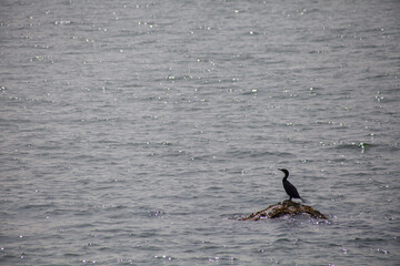 Cormorant on rock
