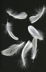 Obraz premium white feathers on black