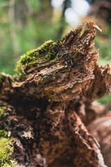 A beautiful textural fracture site of an old forest stump. The ragged woody body of a log that fell in the forest. Up closePhoto of the inner world of a wooden stump. High quality photo