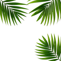 Fronds of a vibrant green tropical plant, arranged against a stark black background