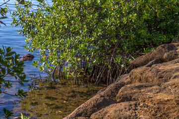 Healthy Green and Brown Mangrove Plant Growing in Honolulu Hawaii.